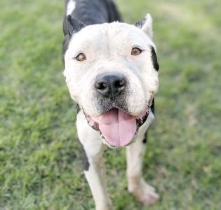 Pet of the Week